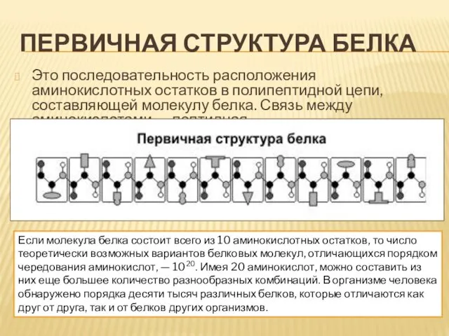 ПЕРВИЧНАЯ СТРУКТУРА БЕЛКА Это последовательность расположения аминокислотных остатков в полипептидной цепи, составляющей молекулу