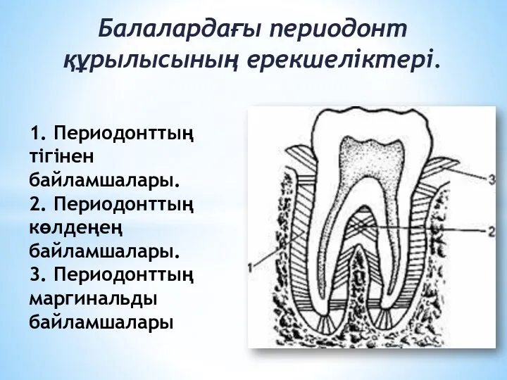 Балалардағы периодонт құрылысының ерекшеліктері. 1. Периодонттың тігінен байламшалары. 2. Периодонттың көлдеңең байламшалары. 3. Периодонттың маргинальды байламшалары