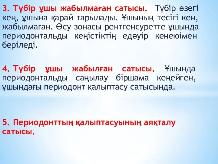 3. Түбір ұшы жабылмаған сатысы. Түбір өзегі кең, ұшына қарай тарылады. Ұшының тесігі