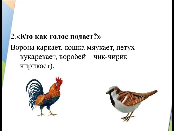 2.«Кто как голос подает?» Ворона каркает, кошка мяукает, петух кукарекает, воробей – чик-чирик – чирикает).