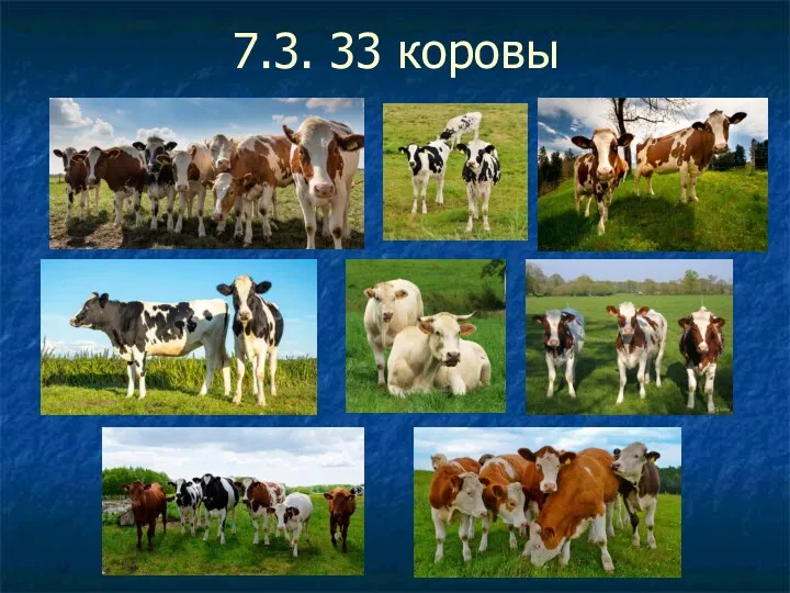 7.3. 33 коровы