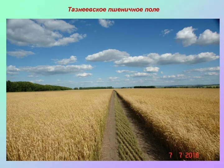 Тазнеевское пшеничное поле