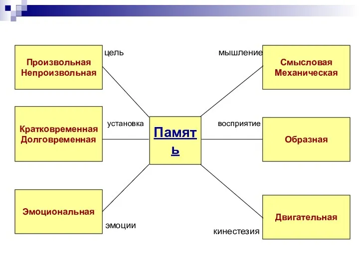 Память цель установка эмоции Произвольная Непроизвольная Кратковременная Долговременная Образная Эмоциональная Смысловая Механическая Двигательная мышление восприятие кинестезия