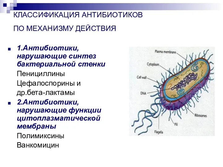 КЛАССИФИКАЦИЯ АНТИБИОТИКОВ ПО МЕХАНИЗМУ ДЕЙСТВИЯ 1.Антибиотики, нарушающие синтез бактериальной стенки Пенициллины Цефалоспорины и