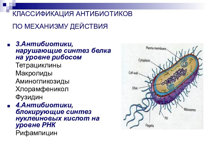 КЛАССИФИКАЦИЯ АНТИБИОТИКОВ ПО МЕХАНИЗМУ ДЕЙСТВИЯ 3.Антибиотики, нарушающие синтез белка на