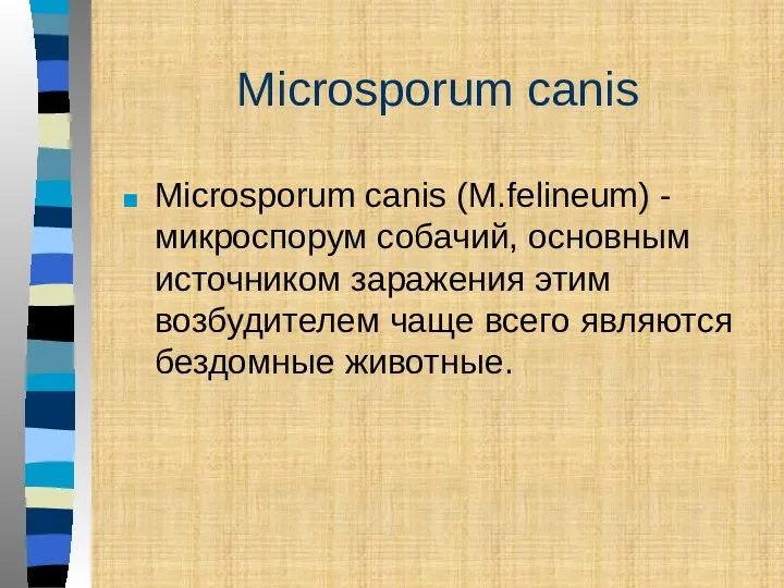 Microsporum canis (M.felineum) - микроспорум собачий, основным источником заражения этим