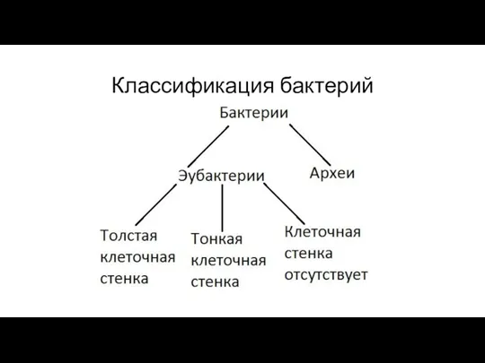 Классификация бактерий