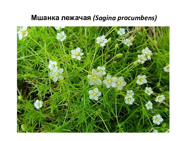 Мшанка лежачая (Sagina procumbens)