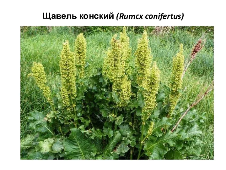 Щавель конский (Rumcx conifertus)