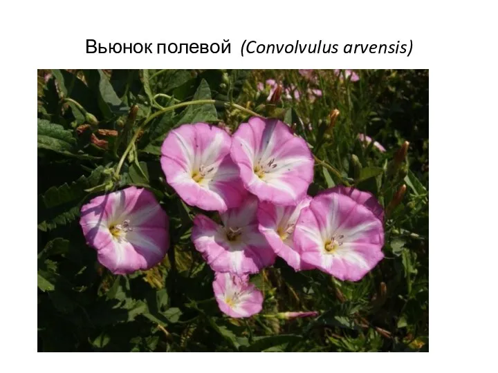 Вьюнок полевой (Convolvulus arvensis)
