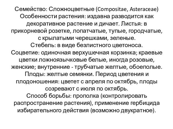 Семейство: Сложноцветные (Compositae, Asteraceae) Особенности растения: издавна разводится как декоративное