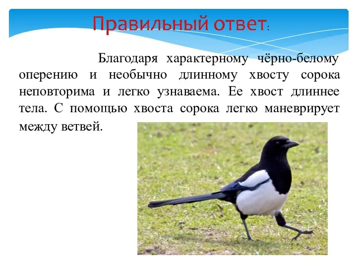 Благодаря характерному чёрно-белому оперению и необычно длинному хвосту сорока неповторима