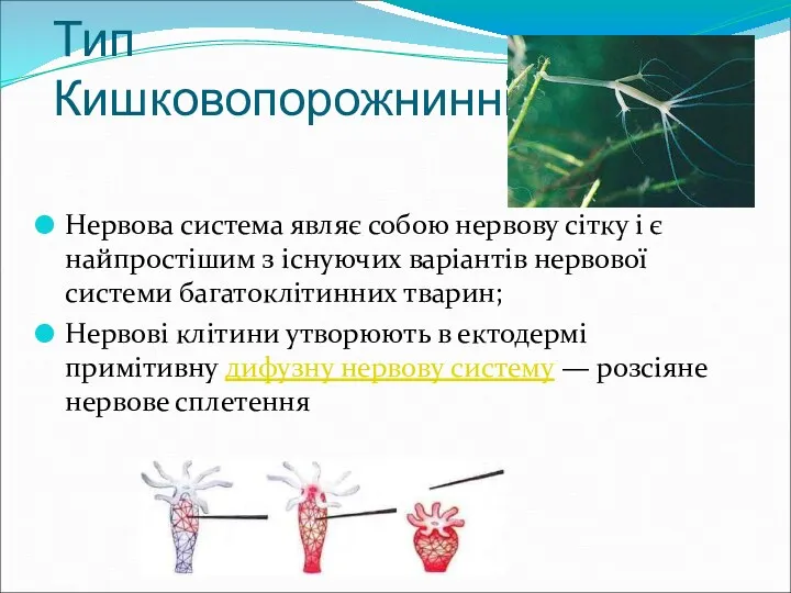 Тип Кишковопорожнинні Нервова система являє собою нервову сітку і є найпростішим з існуючих