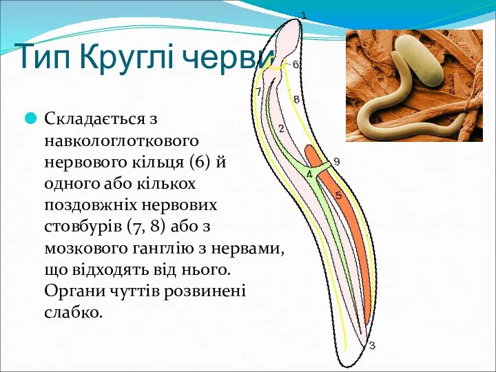 Тип Круглі черви Складається з навкологлоткового нервового кільця (6) й одного або кількох