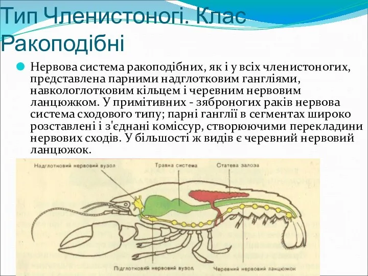 Тип Членистоногі. Клас Ракоподібні Нервова система ракоподібних, як і у всіх членистоногих, представлена