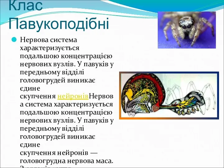 Клас Павукоподібні Нервова система характеризується подальшою концентрацією нервових вузлів. У