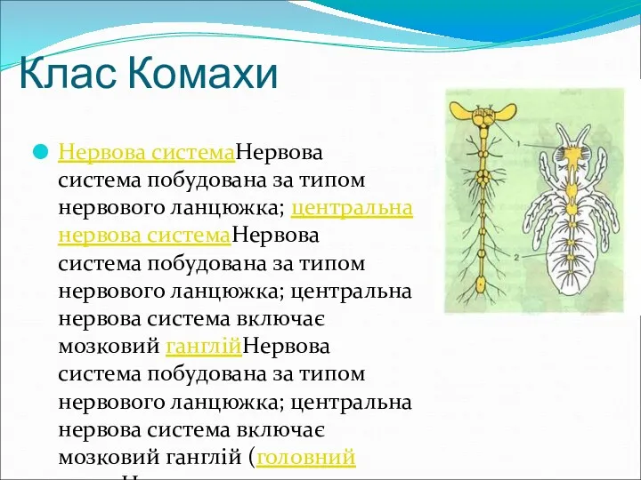 Клас Комахи Нервова системаНервова система побудована за типом нервового ланцюжка; центральна нервова системаНервова