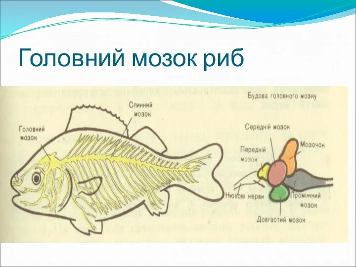 Головний мозок риб