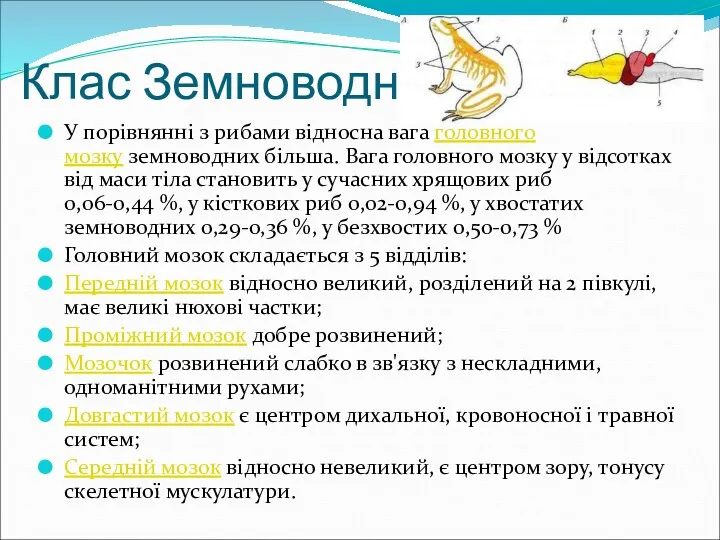 Клас Земноводні У порівнянні з рибами відносна вага головного мозку