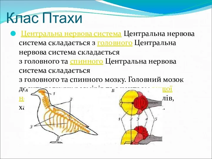 Клас Птахи Центральна нервова система Центральна нервова система складається з головного Центральна нервова
