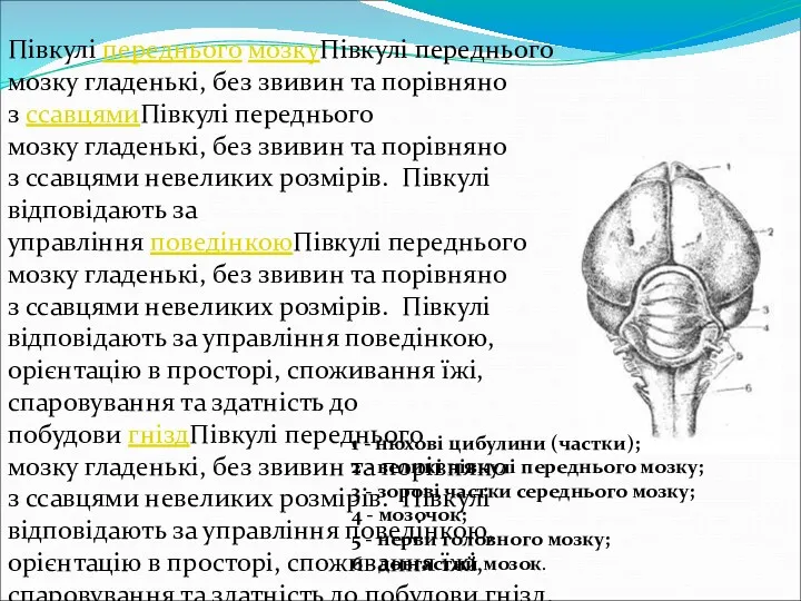 Півкулі переднього мозкуПівкулі переднього мозку гладенькі, без звивин та порівняно з ссавцямиПівкулі переднього
