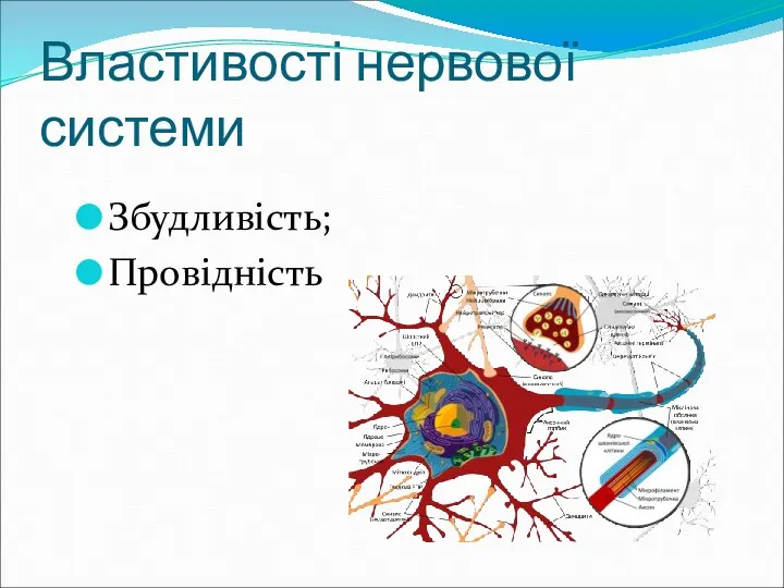 Властивості нервової системи Збудливість; Провідність