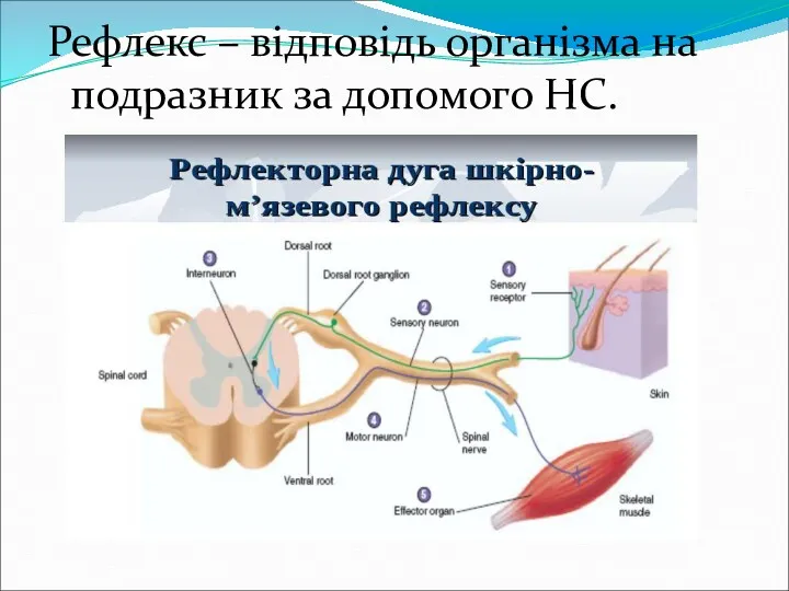 Рефлекс – відповідь організма на подразник за допомого НС.