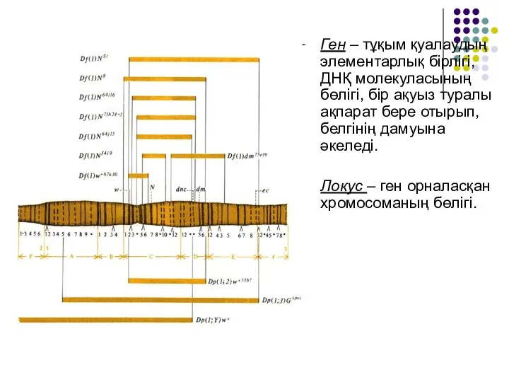Ген – тұқым қуалаудың элементарлық бірлігі, ДНҚ молекуласының бөлігі, бір ақуыз туралы ақпарат