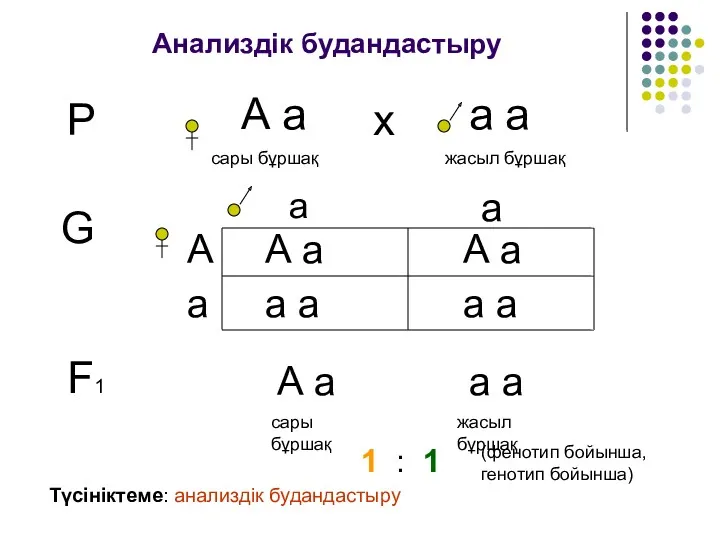 Анализдік будандастыру Р А а сары бұршақ а а жасыл бұршақ х G