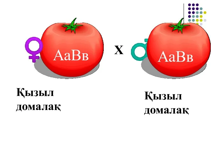 АаВв F1 ♀ ♂ Х Қызыл домалақ Қызыл домалақ АаВв