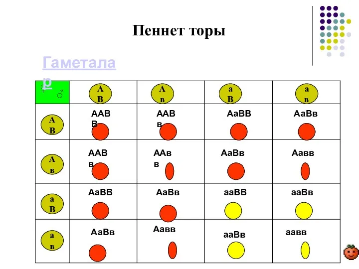 Пеннет торы АВ АВ Ав Ав аВ аВ ав ав