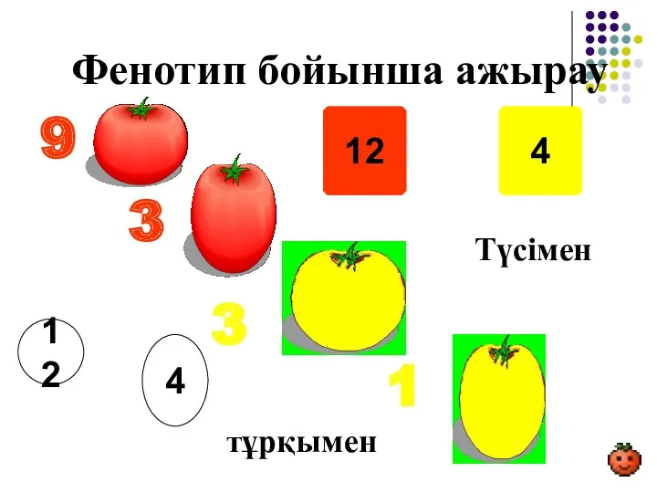 Фенотип бойынша ажырау 9 3 3 1 12 Түсімен 4 тұрқымен 12 4