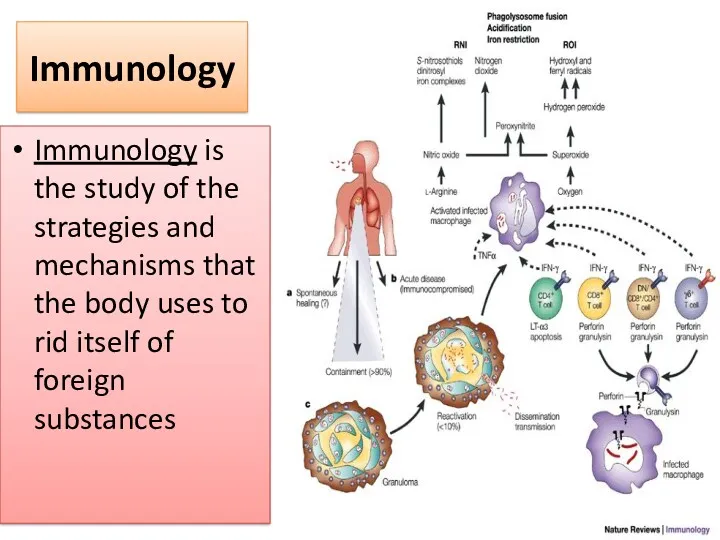 Immunology Immunology is the study of the strategies and mechanisms
