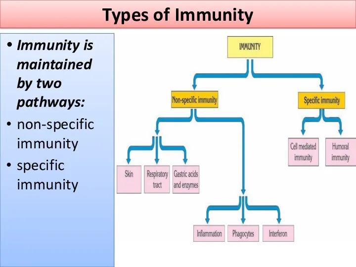 Types of Immunity Immunity is maintained by two pathways: non-specific immunity specific immunity