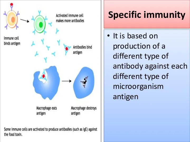 Specific immunity It is based on production of a different