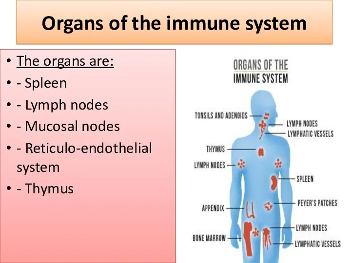 Organs of the immune system The organs are: - Spleen