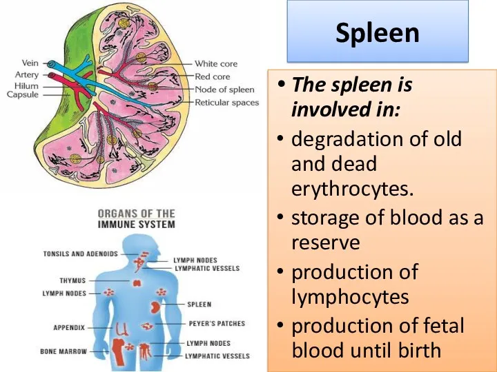 Spleen The spleen is involved in: degradation of old and