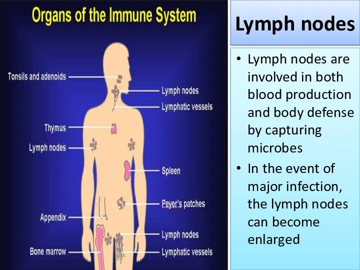 Lymph nodes Lymph nodes are involved in both blood production