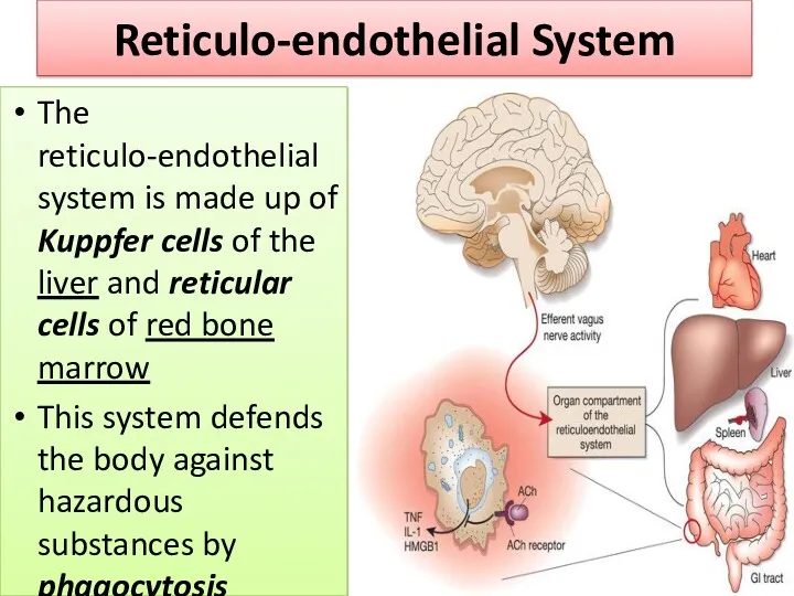 Reticulo-endothelial System The reticulo-endothelial system is made up of Kuppfer