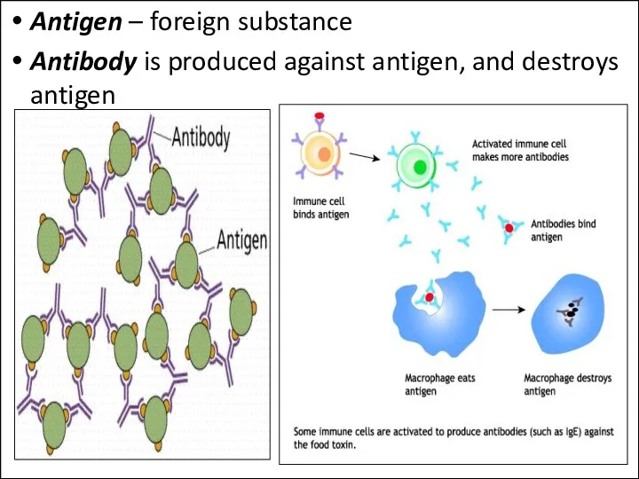 Antigen – foreign substance Antibody is produced against antigen, and destroys antigen