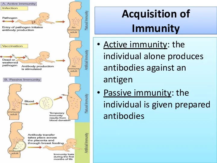 Acquisition of Immunity Active immunity: the individual alone produces antibodies