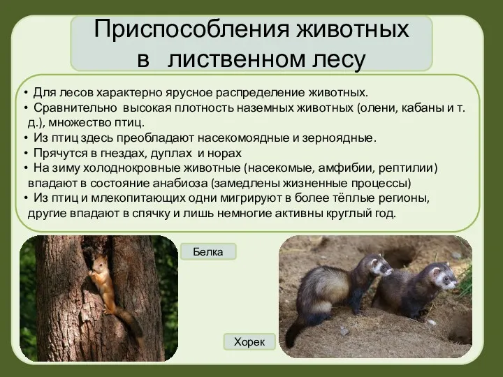 Приспособления животных в лиственном лесу Для лесов характерно ярусное распределение