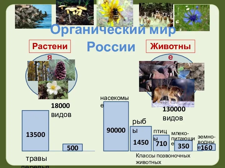 Органический мир России Растения Животные 18000 видов 130000 видов 1450