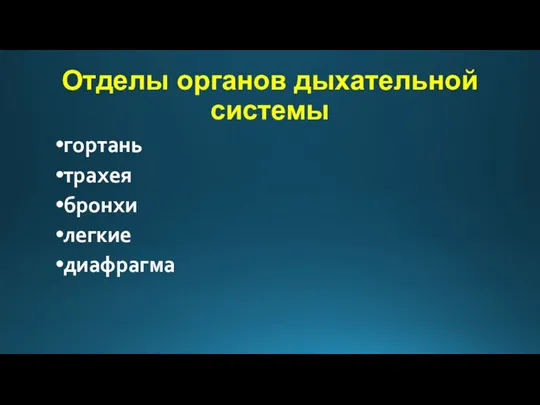 Отделы органов дыхательной системы гортань трахея бронхи легкие диафрагма