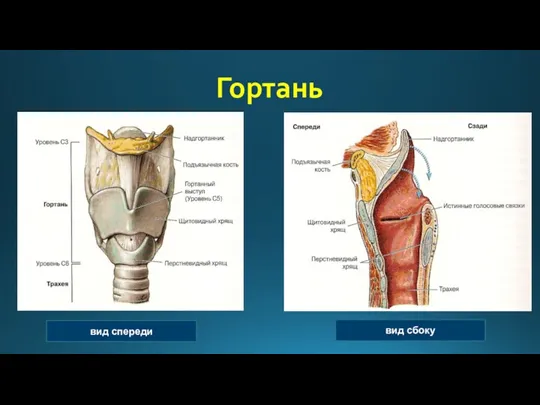 Гортань вид спереди вид сбоку