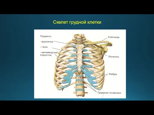 Скелет грудной клетки