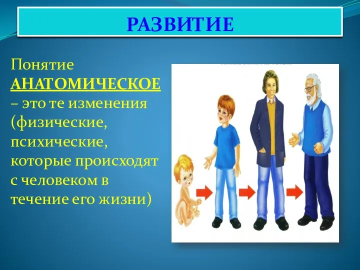 РАЗВИТИЕ Понятие АНАТОМИЧЕСКОЕ – это те изменения (физические, психические, которые