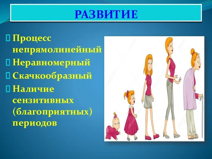 РАЗВИТИЕ Процесс непрямолинейный Неравномерный Скачкообразный Наличие сензитивных (благоприятных) периодов