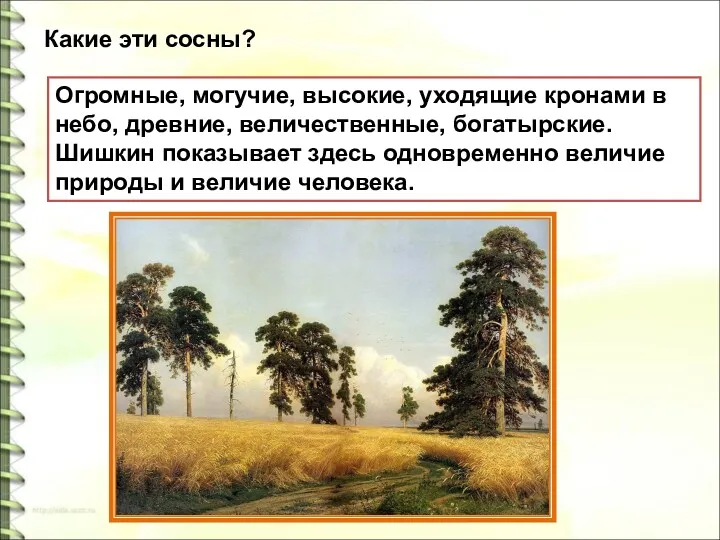 Какие эти сосны? Огромные, могучие, высокие, уходящие кронами в небо,