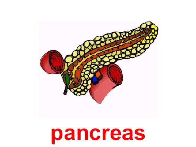 pancreas